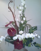 Exotic Anthuriums and Orchids